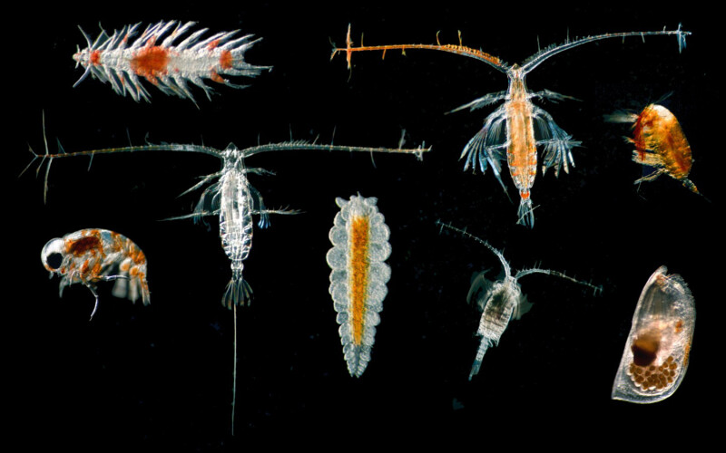 Zooplankton
